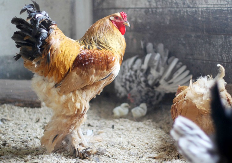 Vaktande tupp och vakande höna med sina nykläckta kycklingar